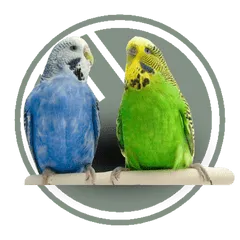 Për Papagall