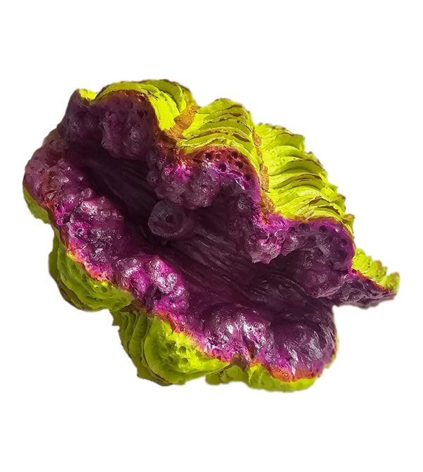 Dekor akuariumi – Gocë deti